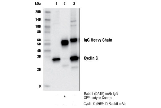 Immunoprecipitation Image 1: Cyclin C (E6V4Z) Rabbit mAb