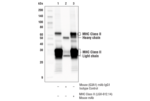  Image 14: Suppressive Myeloid Cell Phenotyping IHC Antibody Sampler Kit