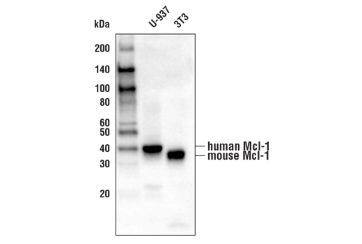 Western Blotting Image 1: Mcl-1 (D2W9E) Rabbit mAb (Biotinylated)