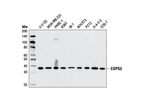Western Blotting Image 1: COPS5 Antibody