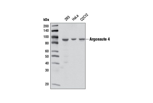  Image 4: Argonaute Antibody Sampler Kit