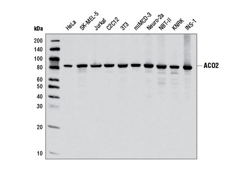 Western Blotting Image 1: ACO2 Antibody