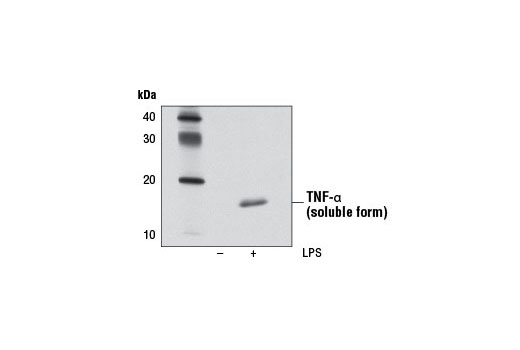 Image 9: Senescence Associated Secretory Phenotype (SASP) Antibody Sampler Kit