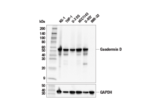  Image 11: Gasdermin Family Antibody Sampler Kit