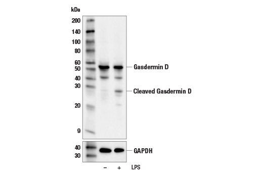  Image 12: Gasdermin Family Antibody Sampler Kit
