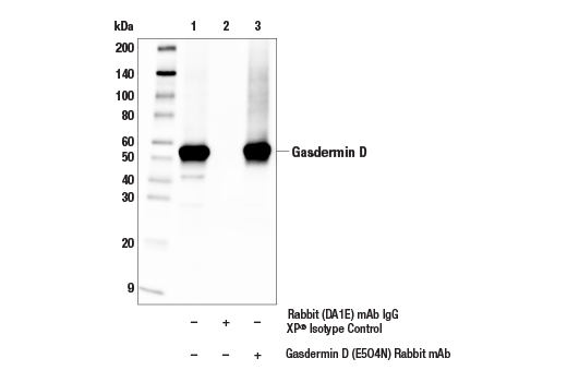  Image 13: Gasdermin Family Antibody Sampler Kit