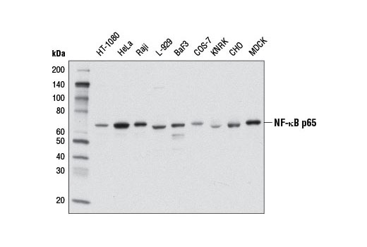 Western Blotting Image 3: NF-κB p65 (L8F6) Mouse mAb (BSA and Azide Free)