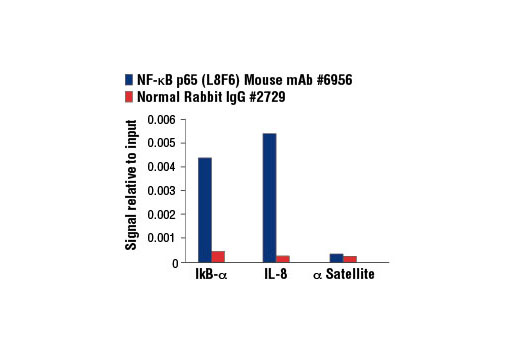 Chromatin Immunoprecipitation Image 1: NF-κB p65 (L8F6) Mouse mAb