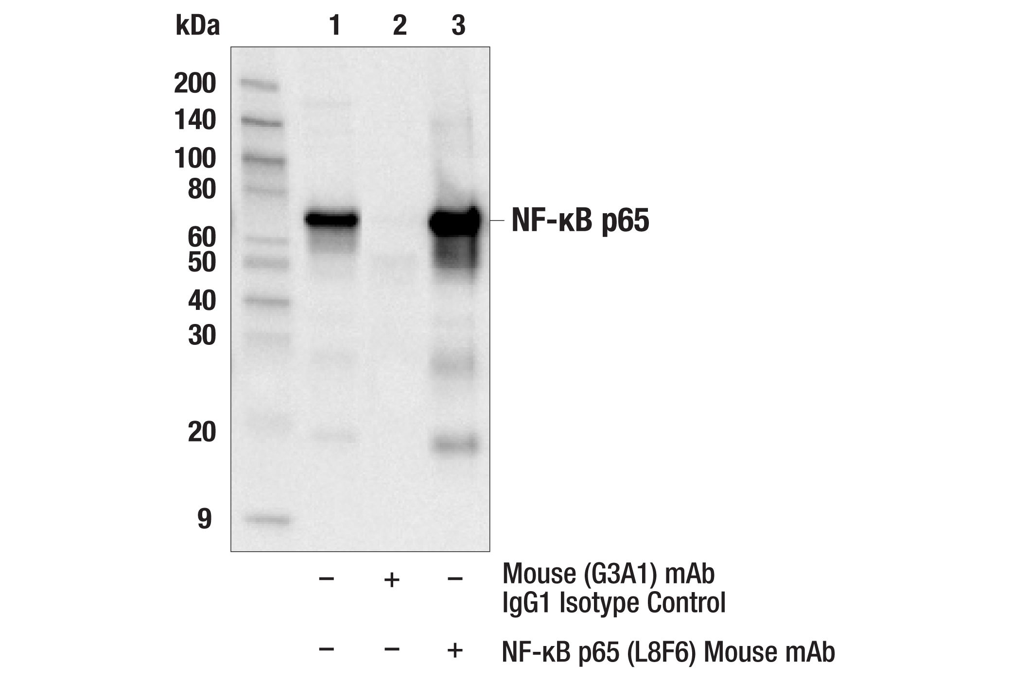 Immunoprecipitation Image 2: NF-κB p65 (L8F6) Mouse mAb