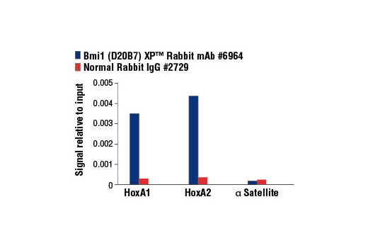 Chromatin Immunoprecipitation Image 3: Bmi1 (D20B7) XP® Rabbit mAb