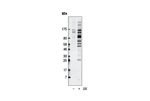  Image 2: Phospho-(Ser/Thr) Kinase Substrate Antibody Sampler Kit