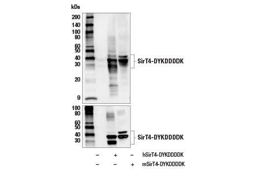 Western Blotting Image 3: SirT4 Antibody
