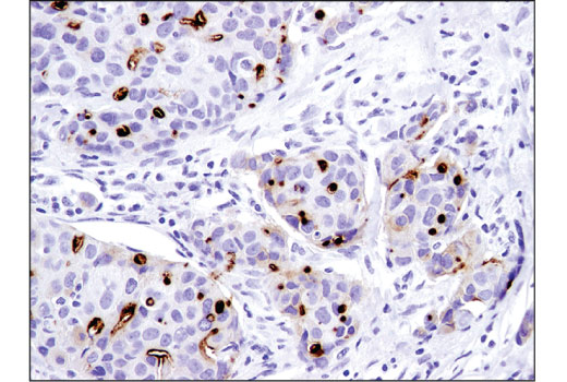 Immunohistochemistry Image 2: CD133 (D4W4N) XP® Rabbit mAb (BSA and Azide Free)