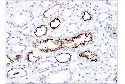 Immunohistochemistry Image 4: CD133 (D4W4N) XP® Rabbit mAb (BSA and Azide Free)