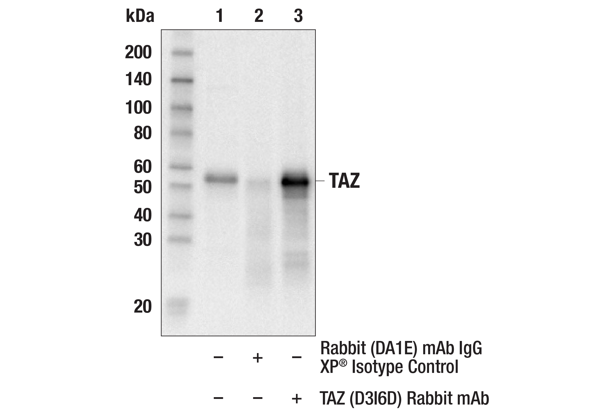 Immunoprecipitation Image 1: TAZ (D3I6D) Rabbit mAb