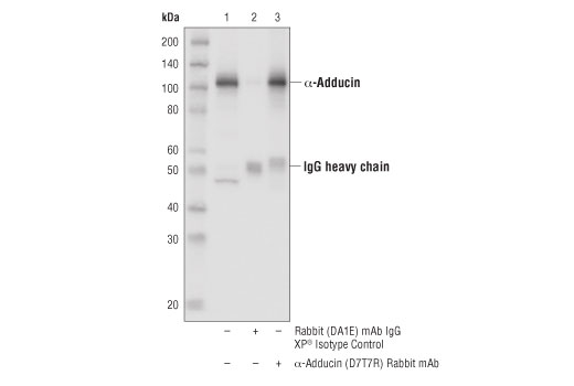 Immunoprecipitation Image 1: α-Adducin (D7T7R) Rabbit mAb