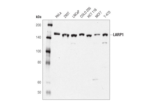 Western Blotting Image 1: LARP1 (D8J4F) Rabbit mAb