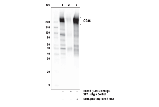 Immunoprecipitation Image 1: CD45 (D3F8Q) Rabbit mAb
