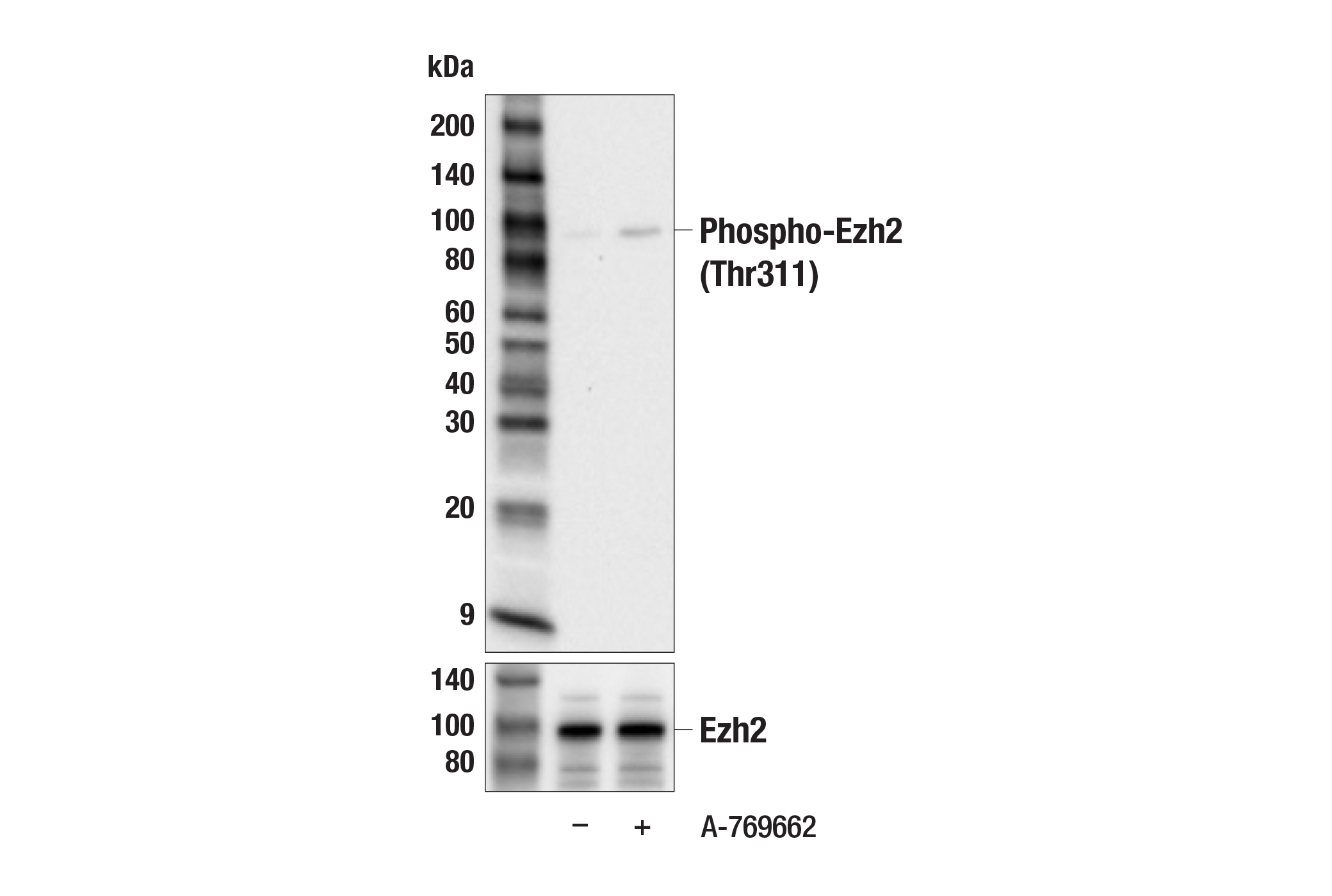  Image 8: PhosphoPlus® Ezh2 (Thr311) Antibody Duet