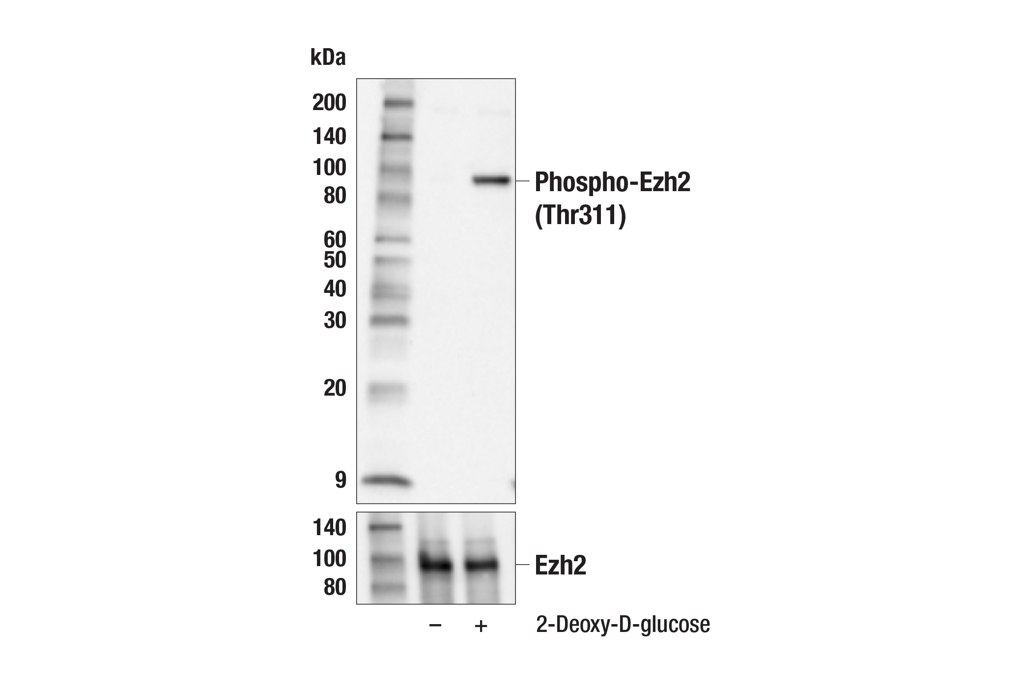  Image 5: PhosphoPlus® Ezh2 (Thr311) Antibody Duet