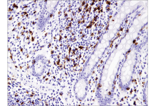 Immunohistochemistry Image 1: CD8α (C8/144B) Mouse mAb