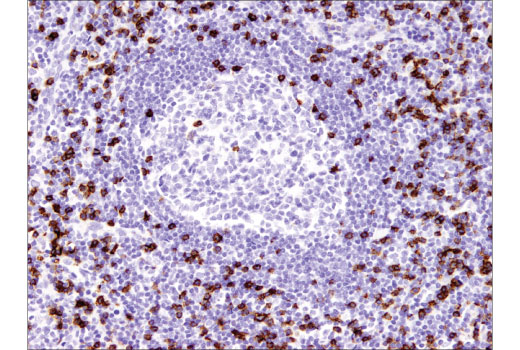 Immunohistochemistry Image 2: CD8α (C8/144B) Mouse mAb