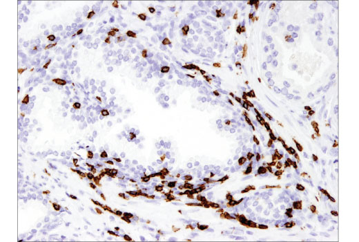 Immunohistochemistry Image 3: CD8α (C8/144B) Mouse mAb