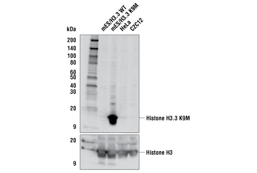 Image 4: Histone H3 Lysine Mutant-Specific Antibody Sampler Kit