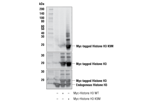  Image 9: Histone H3 Lysine Mutant-Specific Antibody Sampler Kit