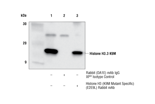  Image 13: Histone H3 Lysine Mutant-Specific Antibody Sampler Kit