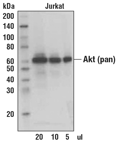 Western Blotting Image 1: Anti-biotin, AP-linked Antibody