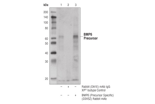 Immunoprecipitation Image 1: BMP6 (Precursor Specific) (D2V5Z) Rabbit mAb