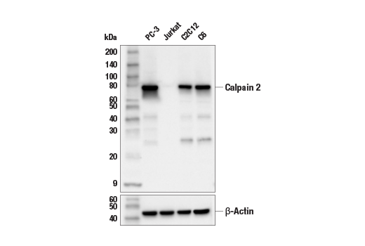 Western Blotting Image 1: Calpain 2 Large Subunit (M-type) (E3M6E) Rabbit mAb