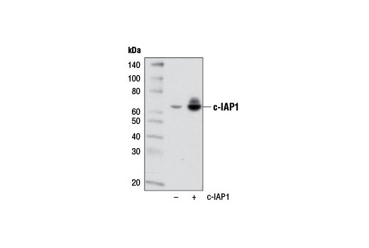 Image 12: PROTAC E3 Ligase Profiling Antibody Sampler Kit
