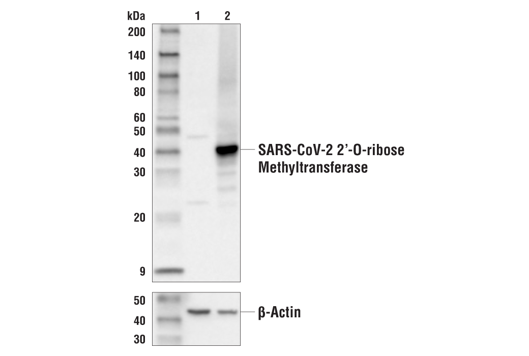 Western Blotting Image 1: SARS-CoV-2 2'-O-ribose Methyltransferase Antibody