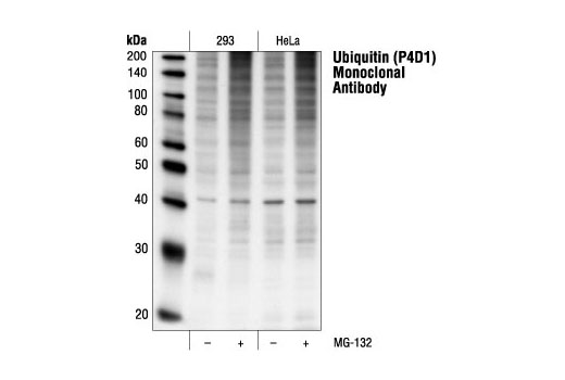 Western Blotting Image 1: Ubiquitin (P4D1) Mouse mAb (BSA and Azide Free)