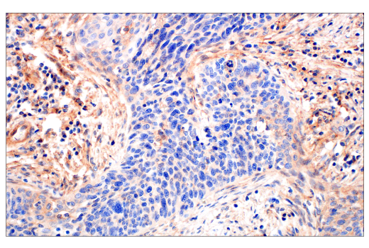 Immunohistochemistry Image 3: CD81 (D3N2D) Rabbit mAb (BSA and Azide Free)