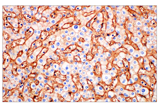 Immunohistochemistry Image 6: CD81 (D3N2D) Rabbit mAb (BSA and Azide Free)