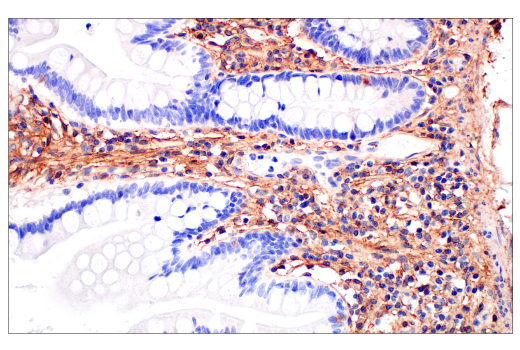Immunohistochemistry Image 7: CD81 (D3N2D) Rabbit mAb (BSA and Azide Free)