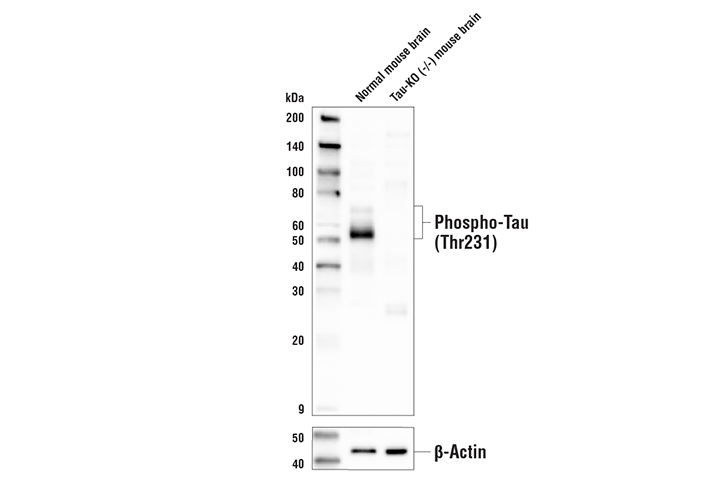 Western Blotting Image 2: Phospho-Tau (Thr231) Antibody