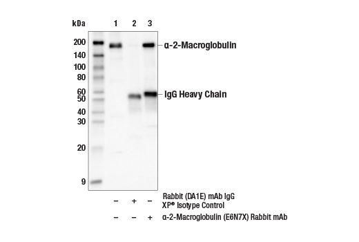 Immunoprecipitation Image 1: α-2-Macroglobulin (E6N7X) Rabbit mAb
