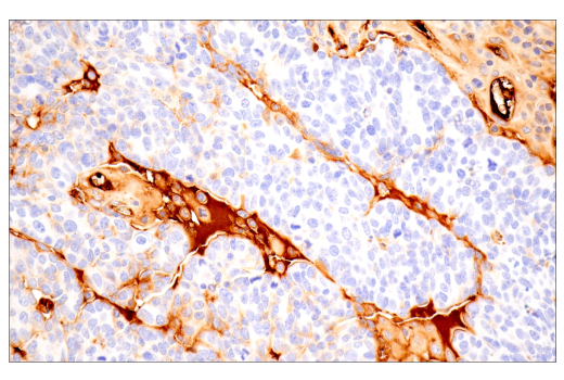 Immunohistochemistry Image 5: α-2-Macroglobulin (E6N7X) Rabbit mAb