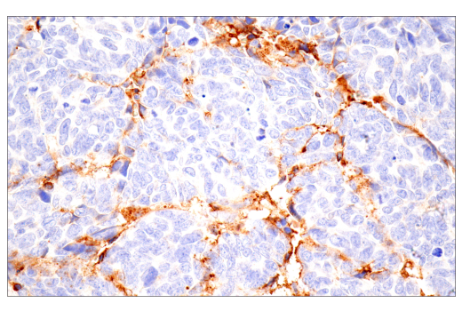 Immunohistochemistry Image 7: α-2-Macroglobulin (E6N7X) Rabbit mAb