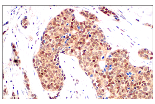 Image 18: PROTAC E3 Ligase Profiling Antibody Sampler Kit