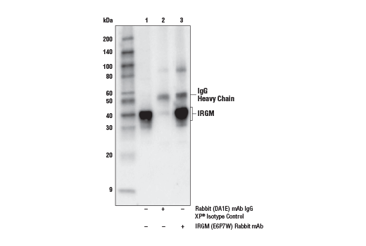 Immunoprecipitation Image 1: IRGM (E6P7W) Rabbit mAb
