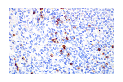 Immunohistochemistry Image 7: CD57 (HNK-1) Mouse mAb