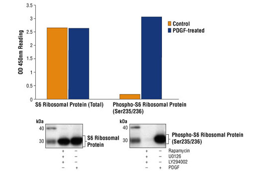  Image 1: PathScan® Phospho-S6 Ribosomal Protein (Ser235/236) Sandwich ELISA Kit