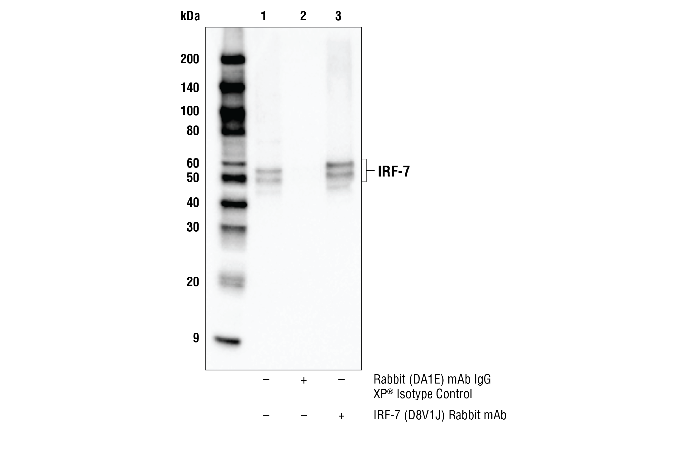 Immunoprecipitation Image 1: IRF-7 (D8V1J) Rabbit mAb