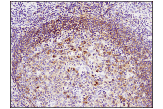 Immunohistochemistry Image 3: CXCR5 (D6L3C) Rabbit mAb