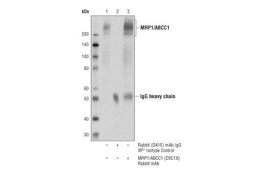 Immunoprecipitation Image 1: MRP1/ABCC1 (D5C1X) Rabbit mAb
